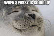 a seal with its eyes closed and the words when $ pussy is going up above it