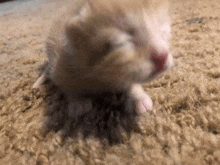 a kitten is laying on a carpet and looking at the camera