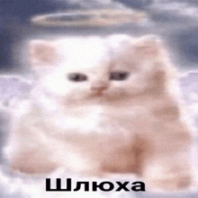 a white cat with an angel 's halo on its head is sitting on a cloud .