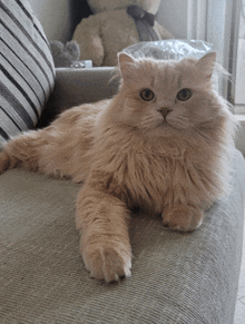 a fluffy cat is laying on a couch and looking at the camera