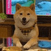 a dog is sitting on a table with a bowl of food in front of a tv that says news fnn