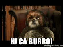 a shih tzu dog is sitting in a chair holding a stuffed animal and saying hi ca burro !