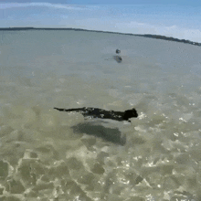 a dog is swimming in the ocean while another dog is swimming in the background