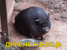 a picture of a pig next to a bowl that says ' dribnoxivech ' on it