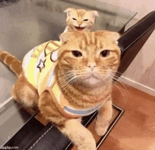 two cats are sitting next to each other on a table .