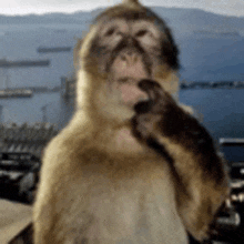 a monkey is standing in front of a body of water and looking at the camera .