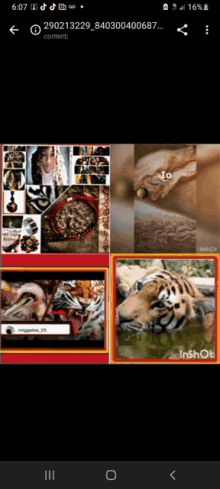 a phone screen shows a collage of pictures of animals