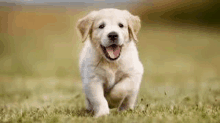 a puppy is running in the grass with its mouth open and looking at the camera .