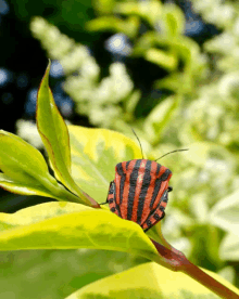 a red and black bug on a green leaf