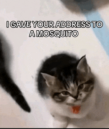 a kitten with a red tongue and the words " i gave your address to a mosquito "