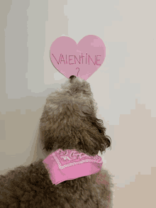 a dog wearing a pink bandana looks up at a pink heart that says valentine