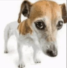 a small brown and white dog is looking at the camera .