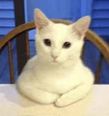 a white cat is sitting in a chair on a table looking at the camera .