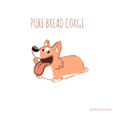 a drawing of a dog with its tongue out and the words pure bread corgi