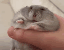 a person is holding a hamster in their hand and it is looking at the camera .