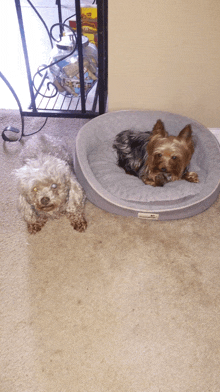 two small dogs laying on a carpet next to a dog bed that says ' snuggle me ' on it