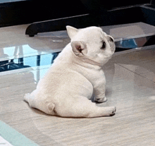 a white french bulldog puppy is sitting on the floor .