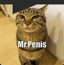 a cat with the name mr. penis written on it