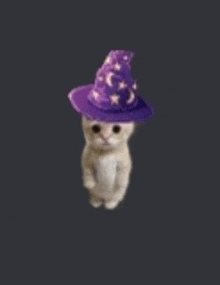 a cat wearing a purple wizard hat on a black background .