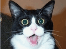 a black and white cat with green eyes is making a surprised face with its mouth open .