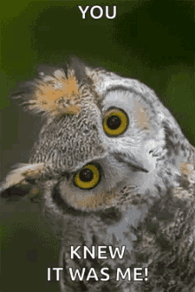 an owl with a caption that says you knew it was me !