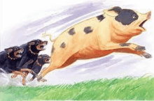 a group of dogs are chasing a pig across a field .