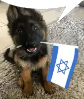 a german shepherd puppy is holding a small israeli flag