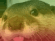 a close up of a cat 's face with a blurry background and a red tongue sticking out .