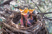 three baby birds are in a nest with their beaks open