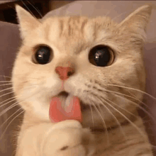 a close up of a cat eating a watermelon .