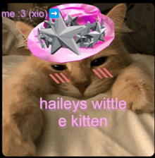 a cat wearing a pink hat with the words haileys wittle e kitten on it