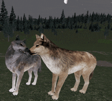 two wolves are standing next to each other in a field