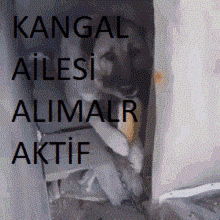 a picture of a dog with the words kangal ailesi alimalr aktif written above it