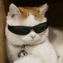 a white and orange cat wearing sunglasses and a bell .