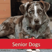 a brown and white dog is laying on the floor with a toy in front of a sign that says senior dogs .