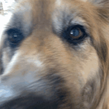 a close up of a dog 's face shows its eyes