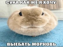 a picture of a rabbit with a foreign language caption