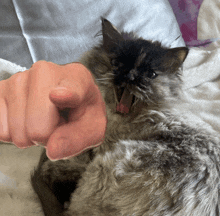 a cat laying on a bed with its mouth open and a finger pointing at it