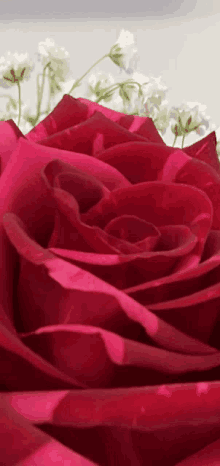 a close up of a red rose with baby 's breath behind it