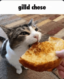 a cat eating a slice of bread with the words gild cheese below it