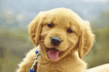 a close up of a golden retriever puppy with its tongue hanging out .