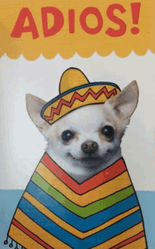 a picture of a chihuahua wearing a sombrero and a colorful poncho with the word adios above it