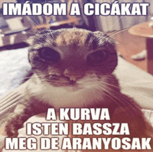 a picture of a cat with a caption in a foreign language that says a kurva isten bassza meg de aranyosak