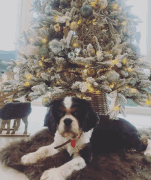 a dog laying under a christmas tree with a stick in its mouth