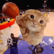 a cat is jumping in the air with a basketball in its mouth .