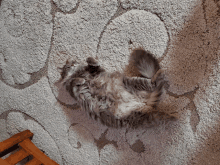 a fluffy cat is laying on its back on a rug