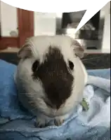 a brown and white guinea pig laying on a blue blanket