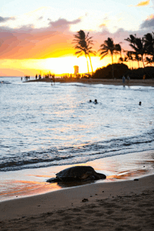 a sea turtle is laying on the beach near the water at sunset