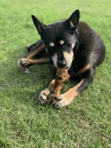 a black and brown dog chews on a large bone in the grass