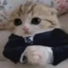 a kitten wearing a suit and tie is laying on a bed .